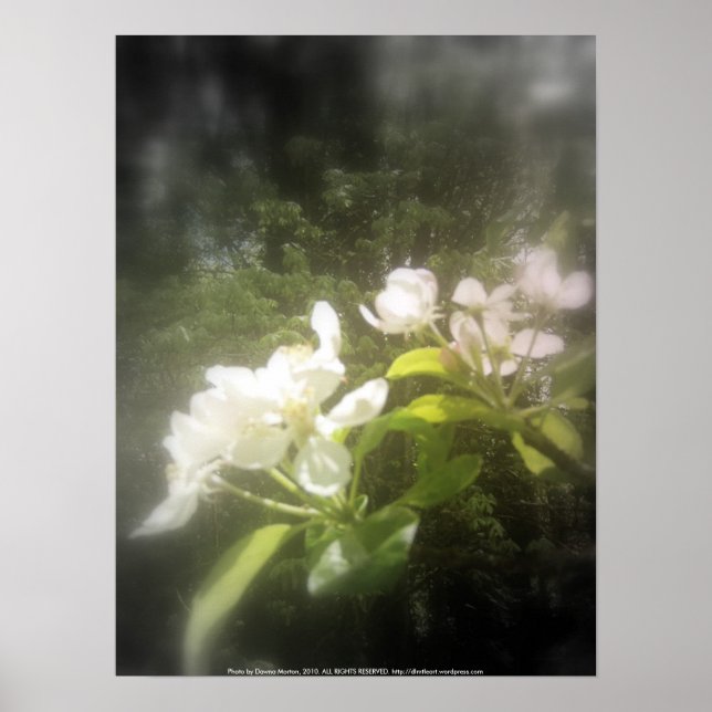 Apfelblüten Nr. 2, schwarz-weiß Poster (Vorne)