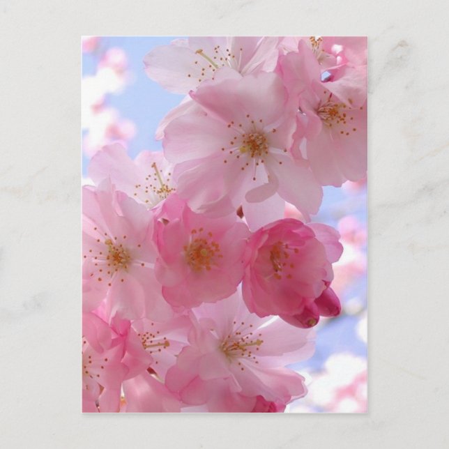 Apfelblüten Postkarte (Vorderseite)