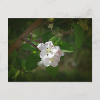 Apfelblüten Postkarte
