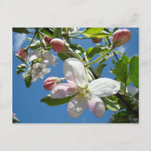 APFELBLÜTEN Postkarten Frühlings-Postkarten