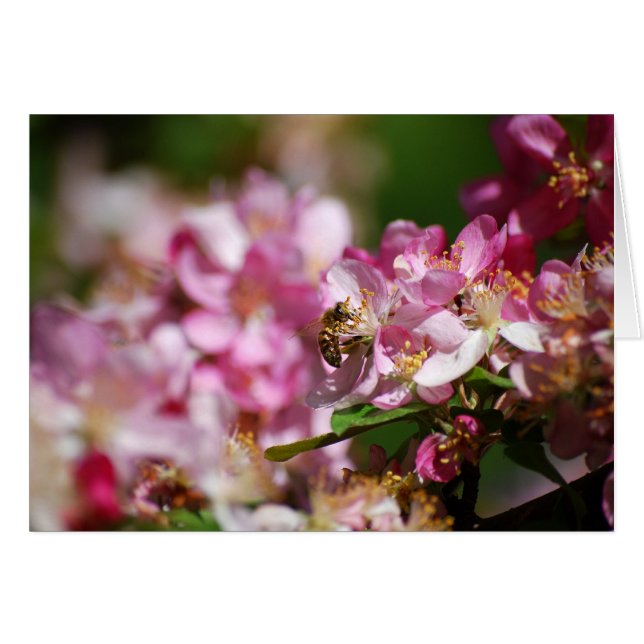 Apfelblüten und Honigbiene (Vorderseite (Horizontal))