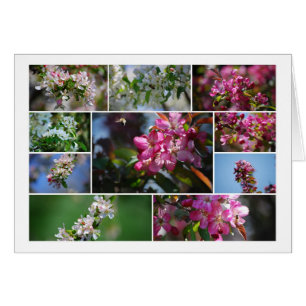 Apfelblüten und Honigbienen