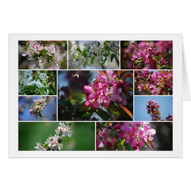 Apfelblüten und Honigbienen (Vorderseite (Horizontal))