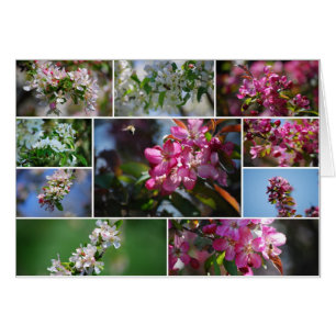 Apfelblüten und Honigbienen