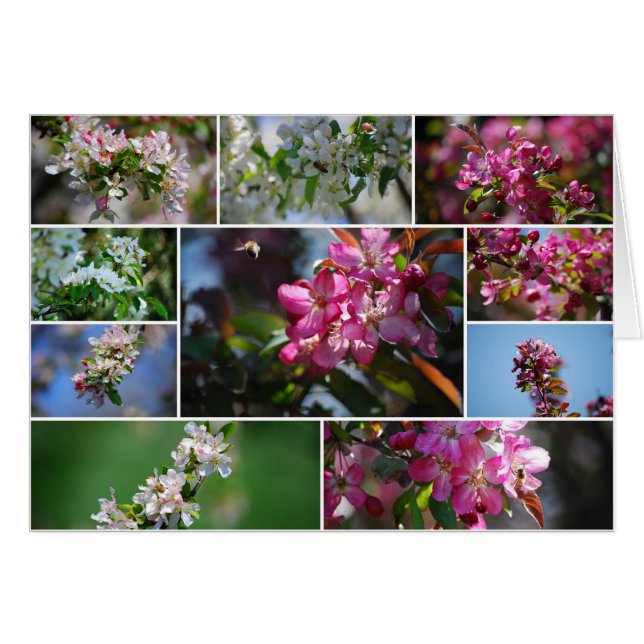 Apfelblüten und Honigbienen (Vorderseite (Horizontal))