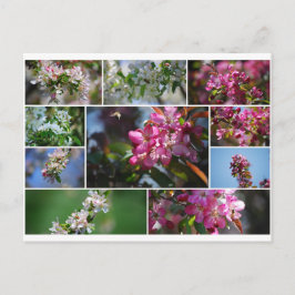 Apfelblüten und Honigbienen Postkarte