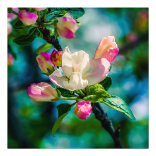Apfelblütenblume und Knospen Fotodruck