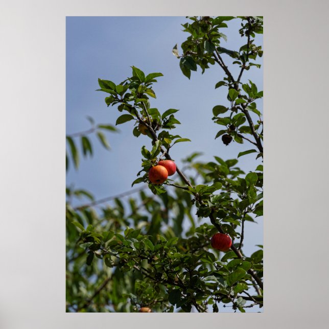 Äpfelchen auf Zweig Poster (Vorne)