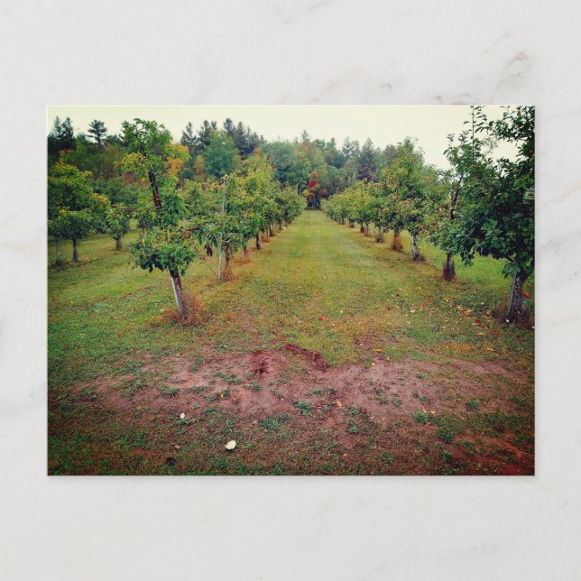 Apfelgarten Apfelsinen Hinckley Minnesota Postkarte (Vorderseite)