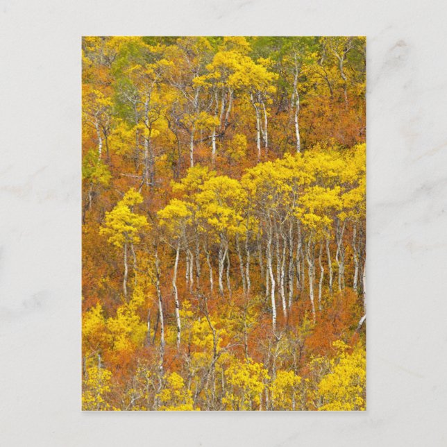 Apfelhain in Spitzenfarbe im Herbst Postkarte (Vorderseite)