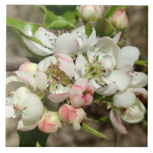 Apfelknospen Blume Fliese
