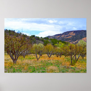 Apfelplantage in New Mexico in Blüte Poster