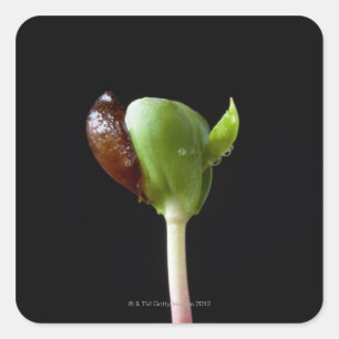 Apfelwein mit Samensaat-Muschel Quadratischer Aufkleber