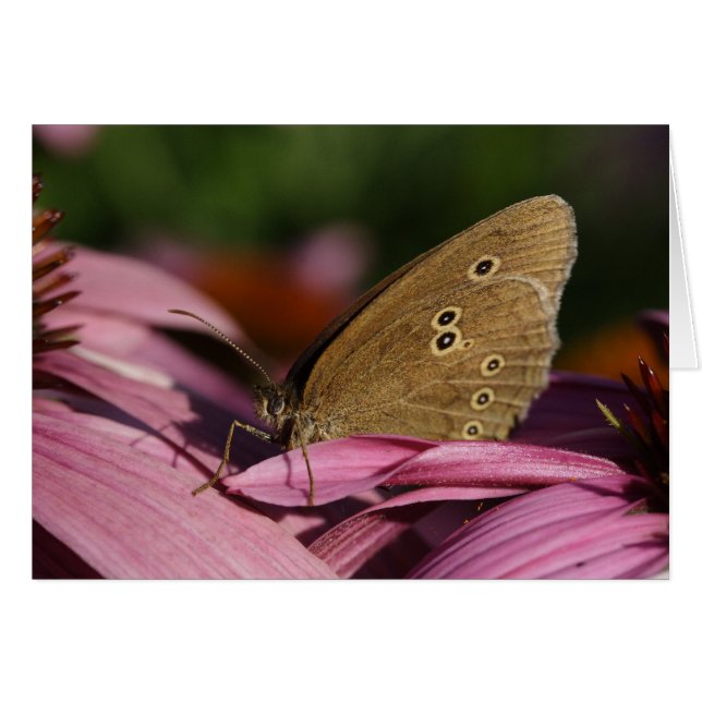 Aphantopus hyperantus (Vorderseite (Horizontal))