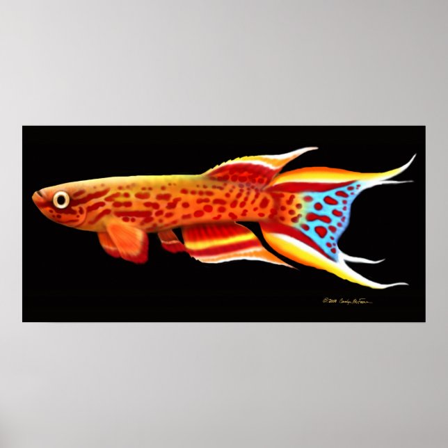 Aphyosemion Australe Killifish Poster (Vorne)