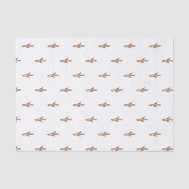 Aphyosemion bitaeniatum Ijebu Ode Killifisch Seidenpapier (Vorderseite)