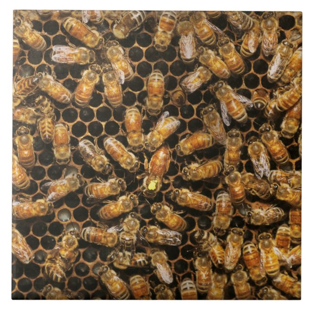 Apiary - Biene - Die Königin hagelt Fliese (Vorderseite)