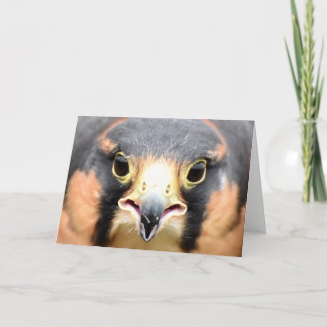 Aplomado Falcon-Foto Karte (Vorderseite)