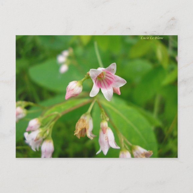 Apocyn à feuilles d'androsème postkarte (Vorderseite)