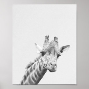 Apollo die Giraffe Poster
