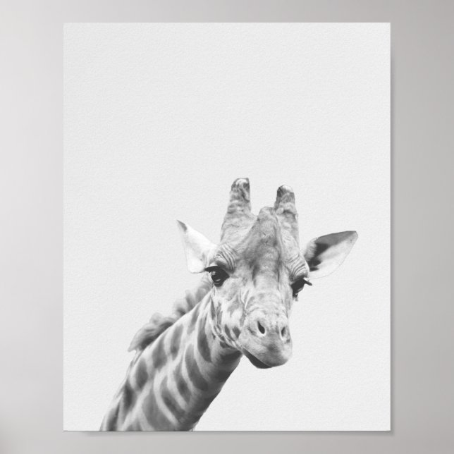 Apollo die Giraffe Poster (Vorne)