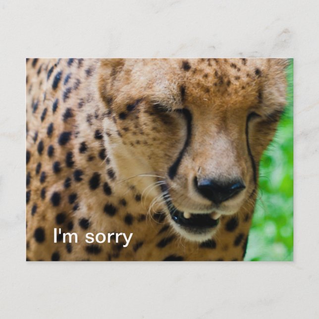 Apologetic Cheetah Postkarte (Vorderseite)