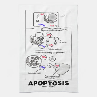 Apoptosis Biologie programmierter Zelltod Küchentuch