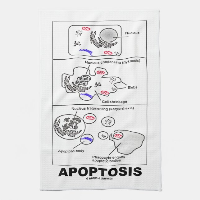 Apoptosis Biologie programmierter Zelltod Küchentuch (Vertikal)