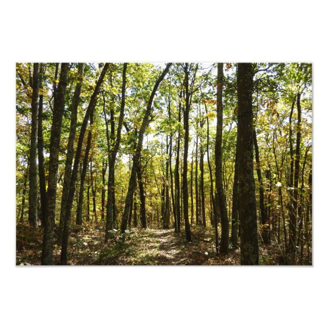 Appalachen-Pfad im Oktober in Shenandoah Fotodruck (Vorne)