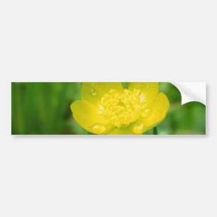 Appalachian Buttercup Autoaufkleber