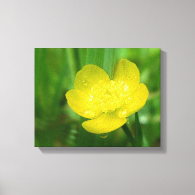 Appalachian Buttercup Canvas Print Leinwanddruck (Vorderseite)