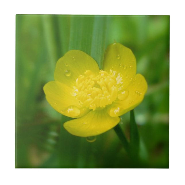 Appalachian Buttercup Decorative Tile Fliese (Vorderseite)