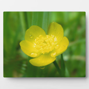 Appalachian Buttercup Foto Plaque Fotoplatte