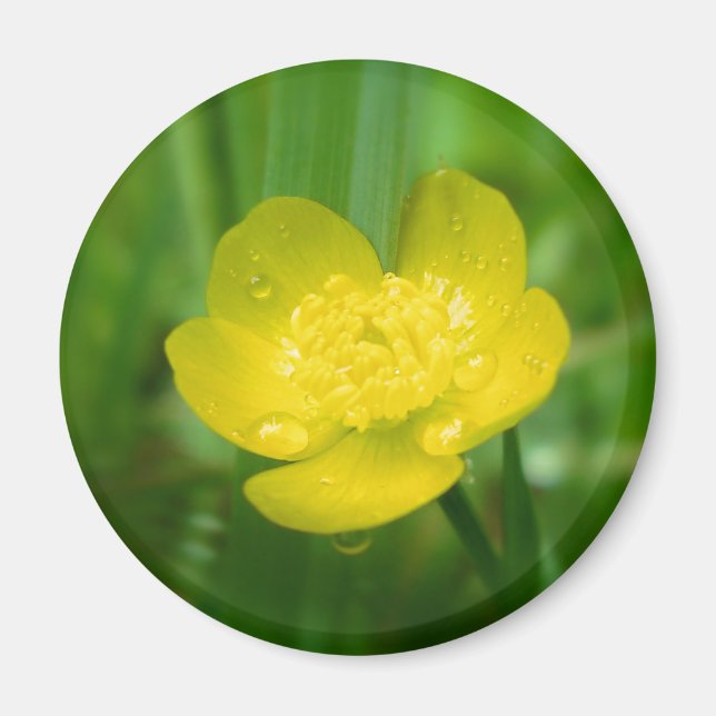 Appalachian Buttercup Magnet (Vorne)