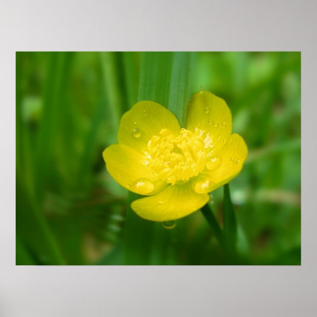 Appalachian Buttercup Print Poster (Vorne)