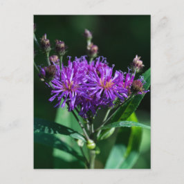 Appalachian Ironweed Lila Wildblume Postkarte