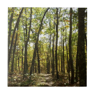 Appalachian Trail im Oktober im Shenandoah Fliese
