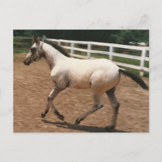 Appaloosa / Colorado Ranger Colt Postkarte