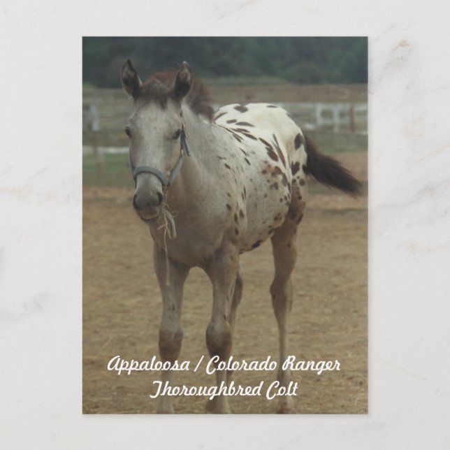 Appaloosa / Colorado Ranger ThooughbredColt Postkarte (Vorderseite)
