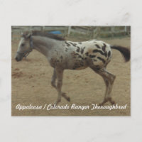Appaloosa / Colorado Ranger Thoroughbred Colt II