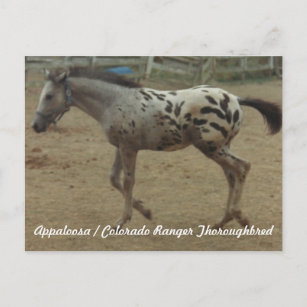 Appaloosa / Colorado Ranger Thoroughbred Colt II Postkarte