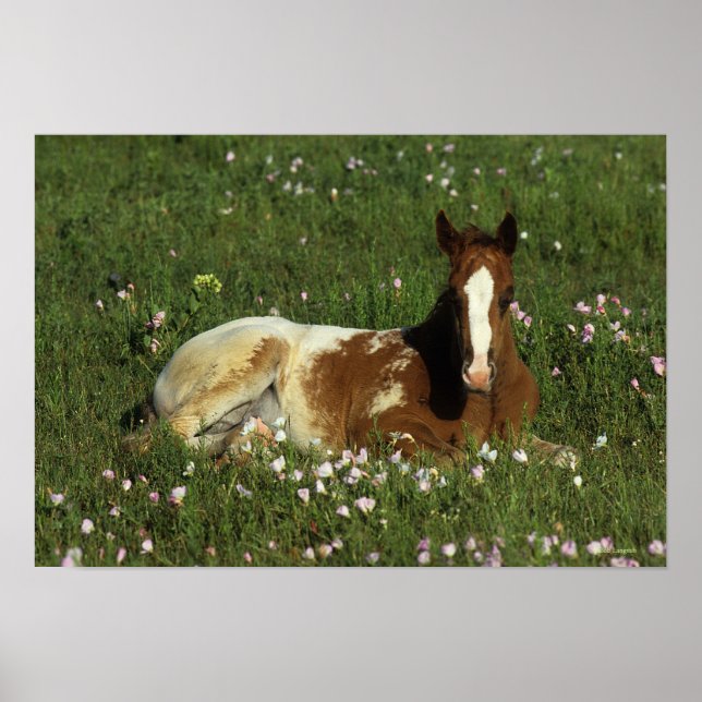 Appaloosa Foal in Blume Poster (Vorne)