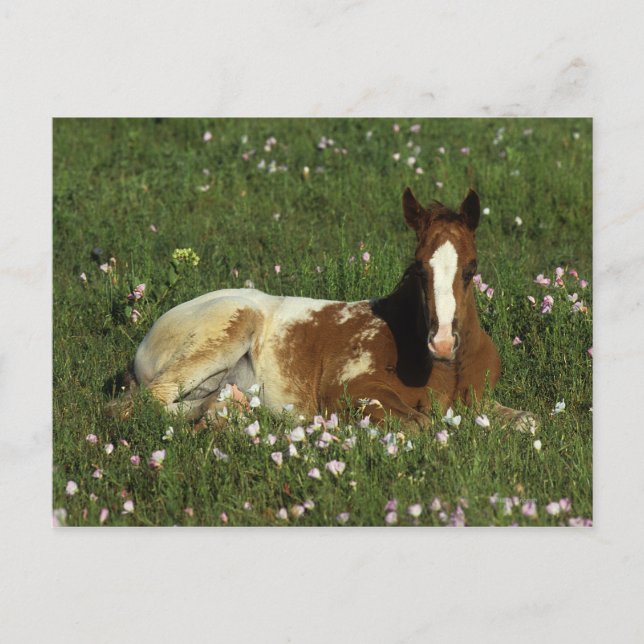 Appaloosa Foal in Blume Postkarte (Vorderseite)