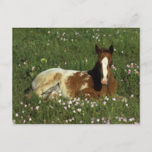 Appaloosa Foal in Blume Postkarte