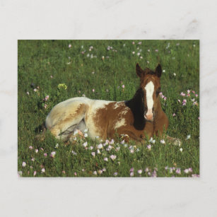 Appaloosa Foal in Blume Postkarte