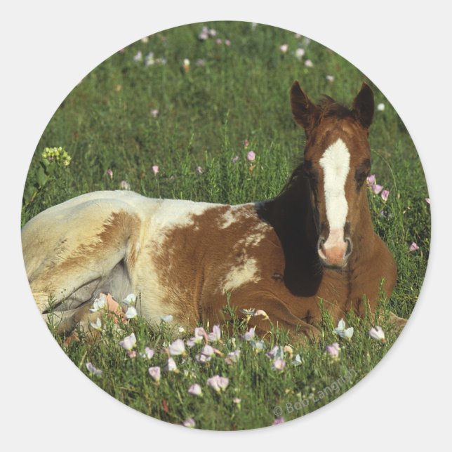 Appaloosa Foal in Blume Runder Aufkleber (Vorderseite)
