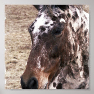 Appaloosa Hallion Print Poster
