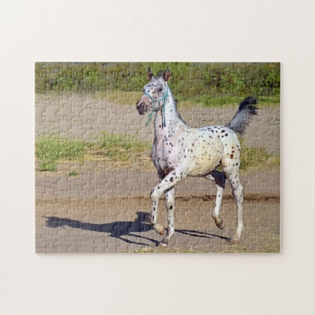 Appaloosa Horse Foal Running Puzzle (Horizontal)