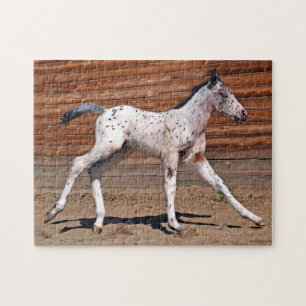 Appaloosa Horse Foal Running Puzzle