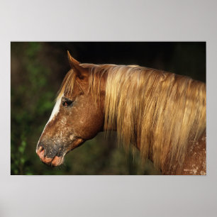 Appaloosa Horse Headshot 1 Poster